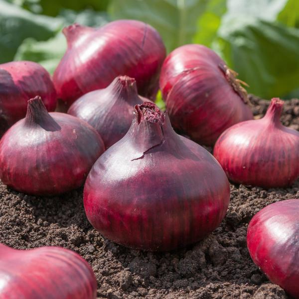 Potagères - Oignon Rouge de Brunswick - face recto